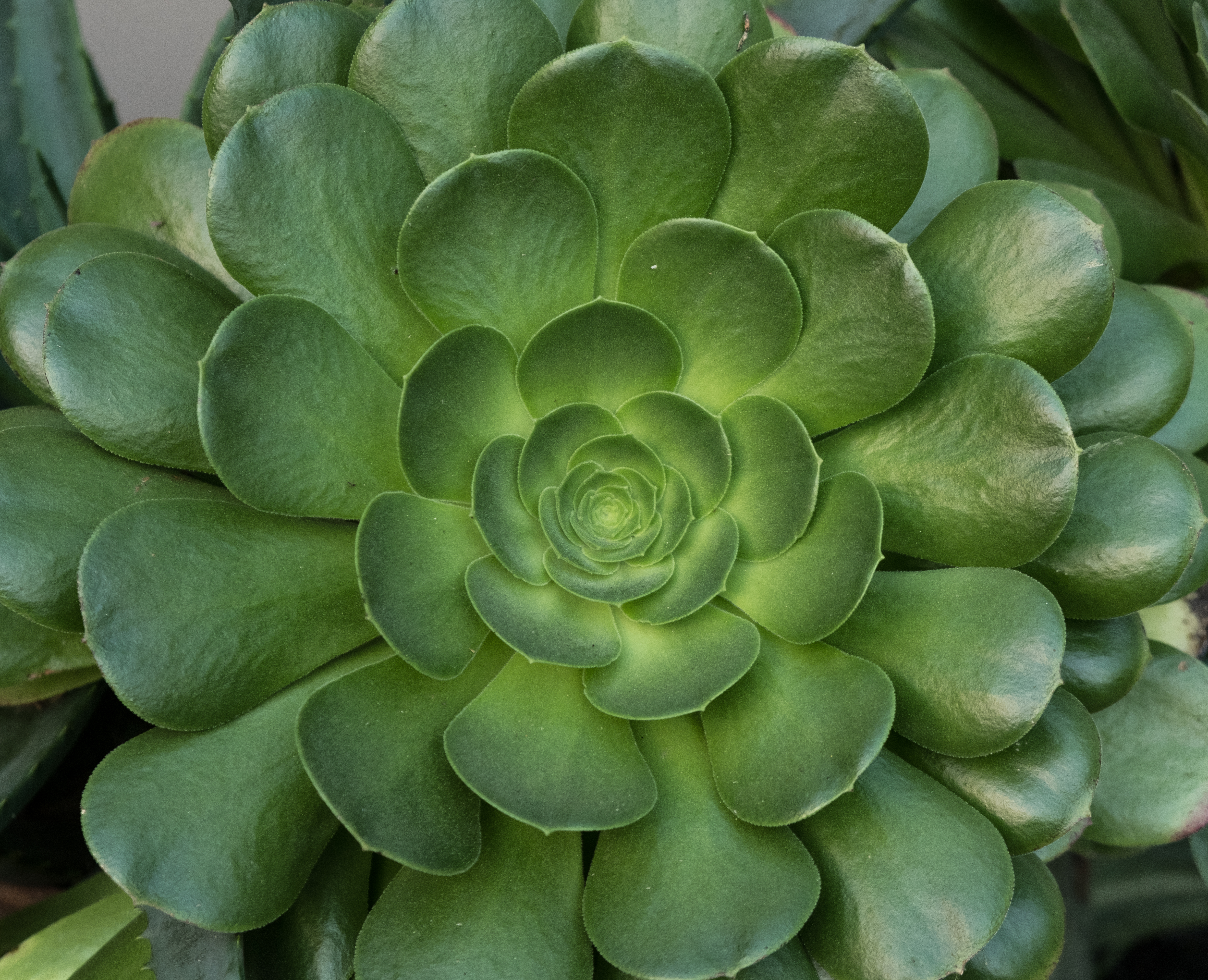 Mandala Succulent-0386