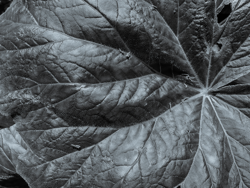 Monochrome Mondays: Leaf