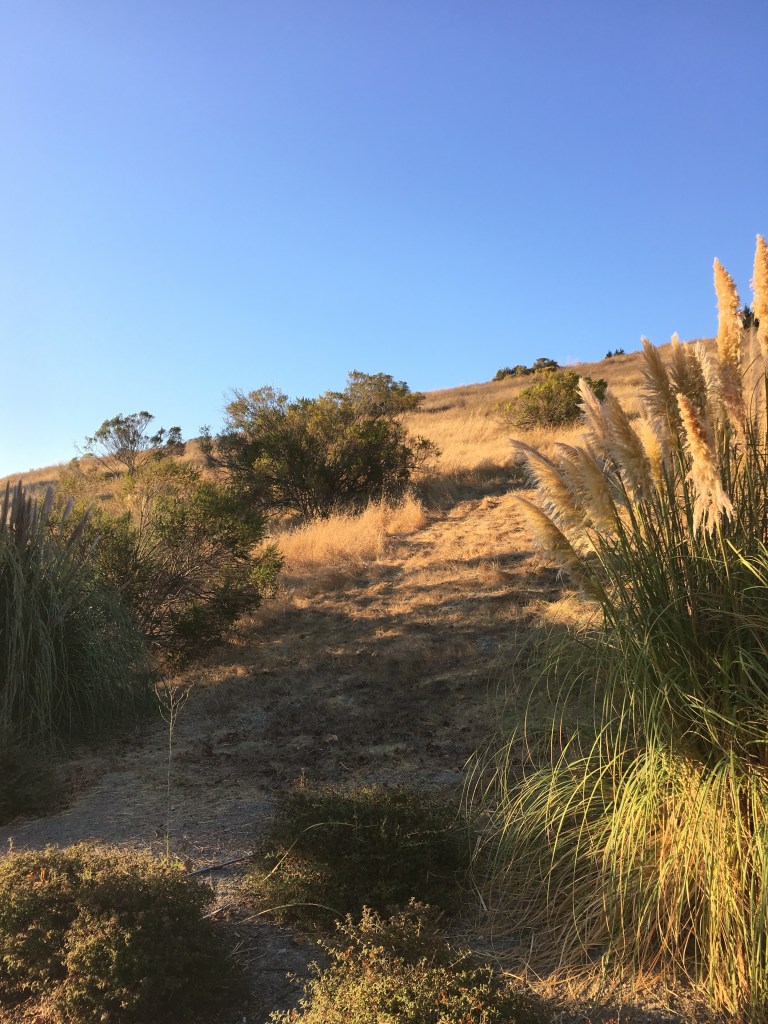 Evening Summer into Fall