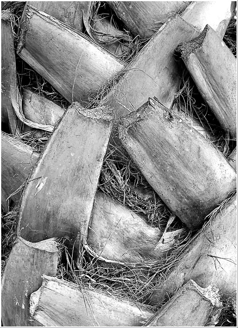 Monochrome Mondays: Crisscrossing&nbsp;palms