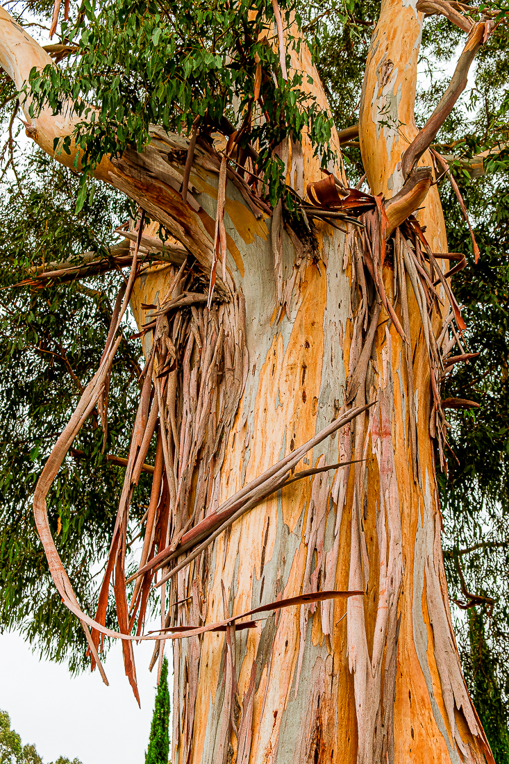 Eucalyptus tree - pushing colors-4980