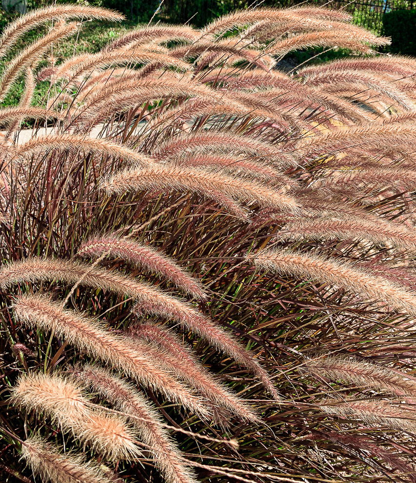 WW-Brush like plants, San Ramon-9643