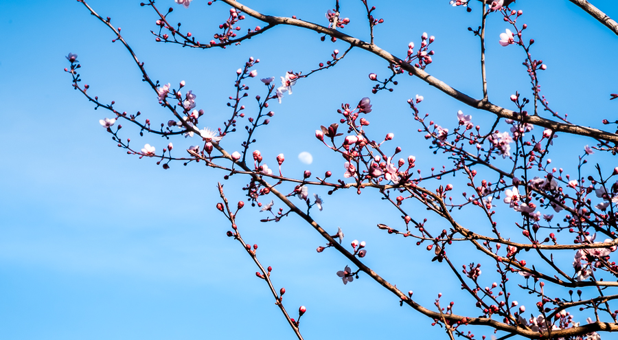 Plum Tree-0643