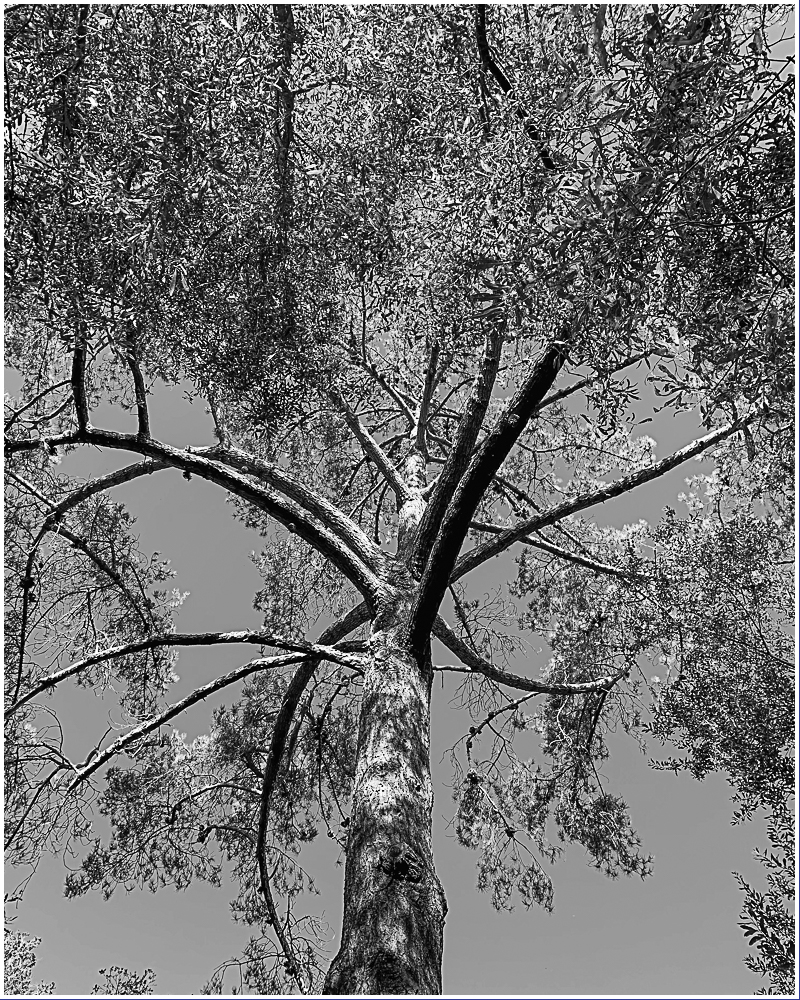Monochrome Mondays: Octopus&nbsp;tree