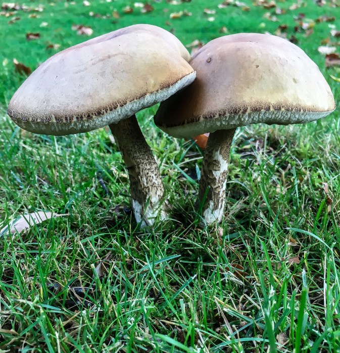 WW-Mushrooms 246 CWW-5446