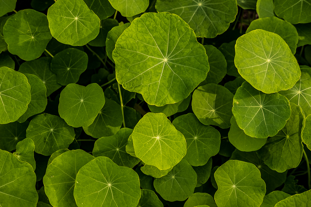 Spring in the Bay Area-4169