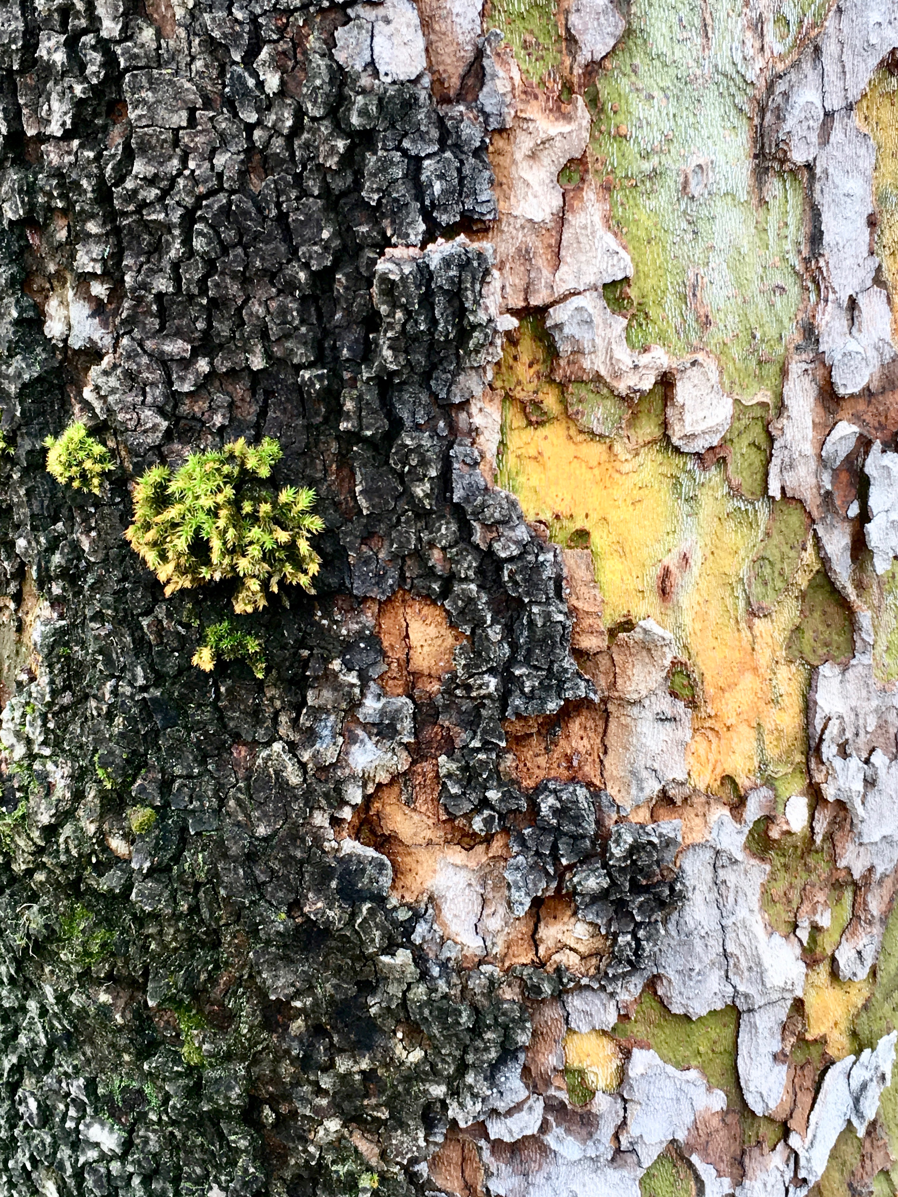 Bark w Moss