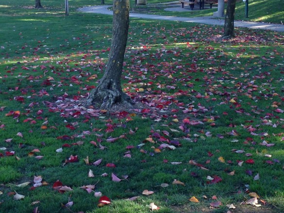 Fall leaves with tress