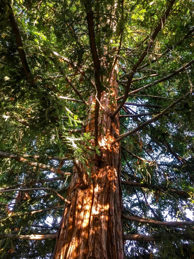 Trees morning light-3