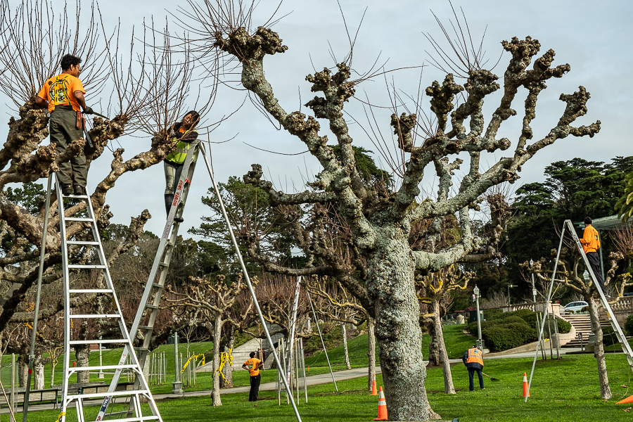 gg park - pollarding-3178