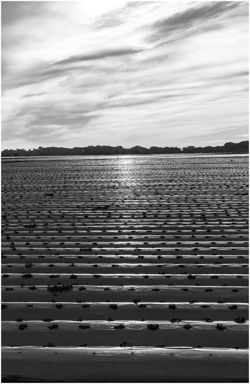 Monochrome Mondays: Field of plastic in the afternoon&nbsp;sun