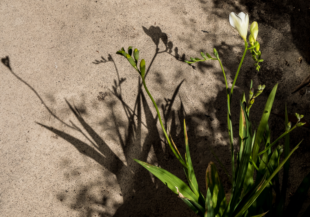 Freesia shadows-4374