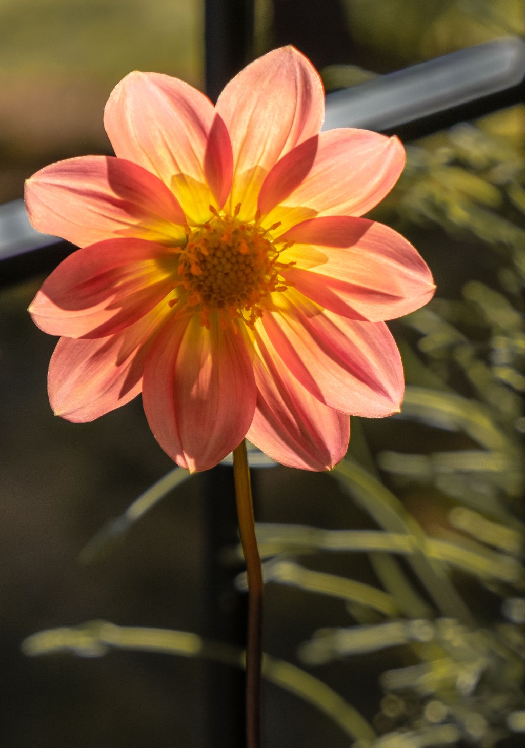 Luminous – Dahlia&nbsp;pequeña