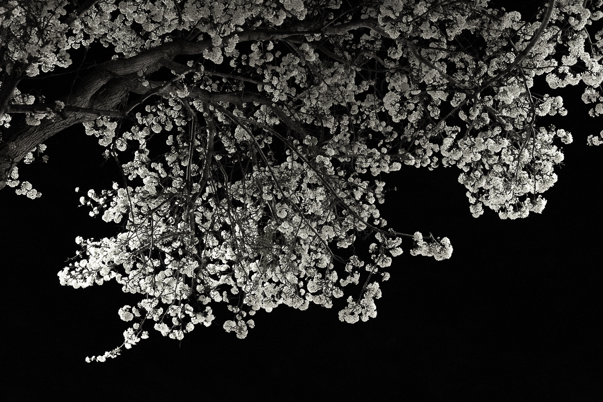 Spring blossoms-night time-city lights-0113