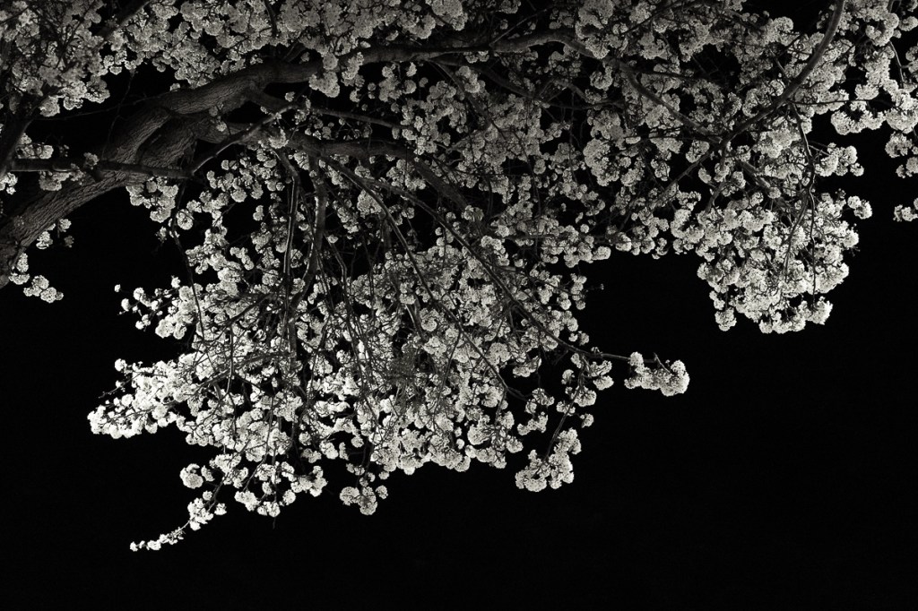 Spring blossoms at&nbsp;night