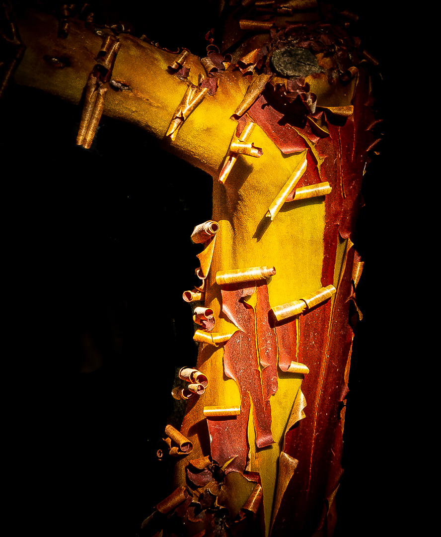 WW-Manzanita bark-close up--2