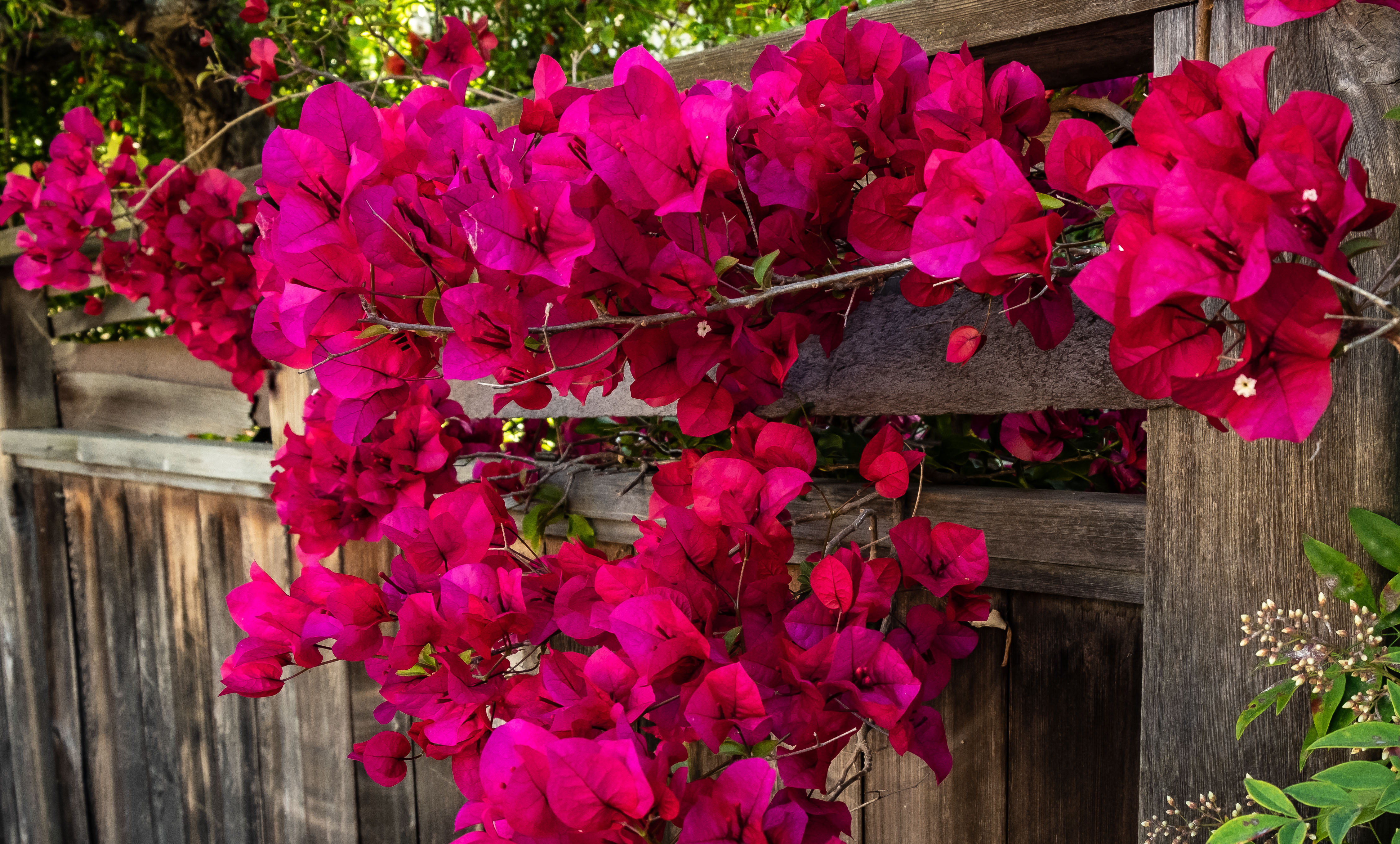 Berkeley stroll-1684