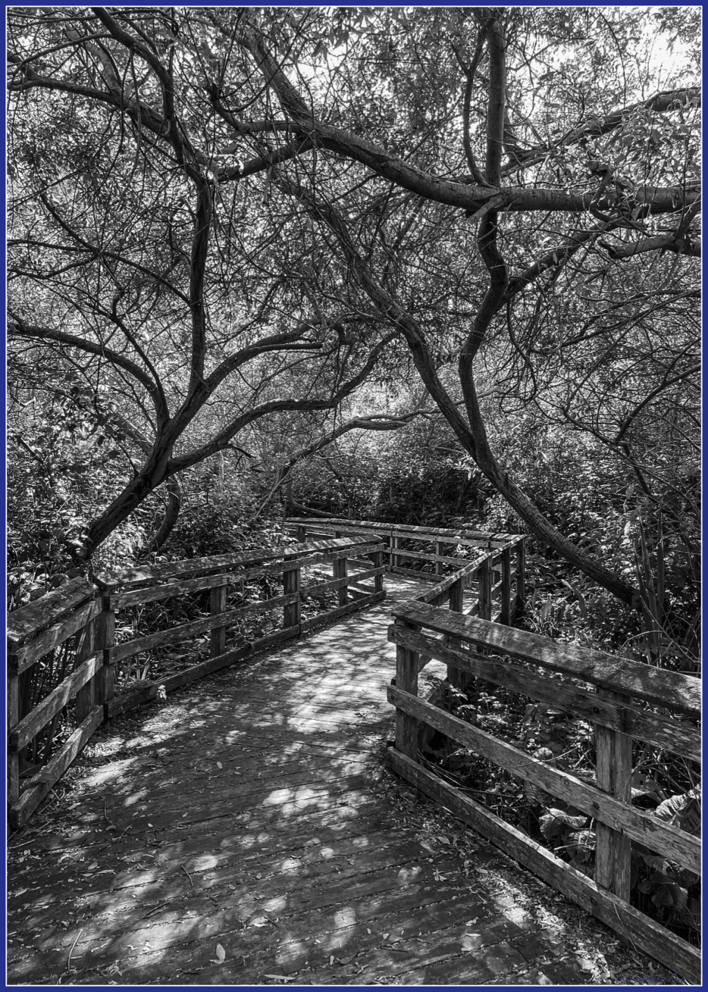 Monochrome Mondays: Attuned