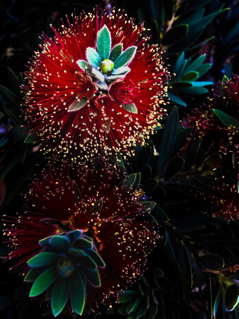 WW-Red flower with yellow tips on dark bg-3-2