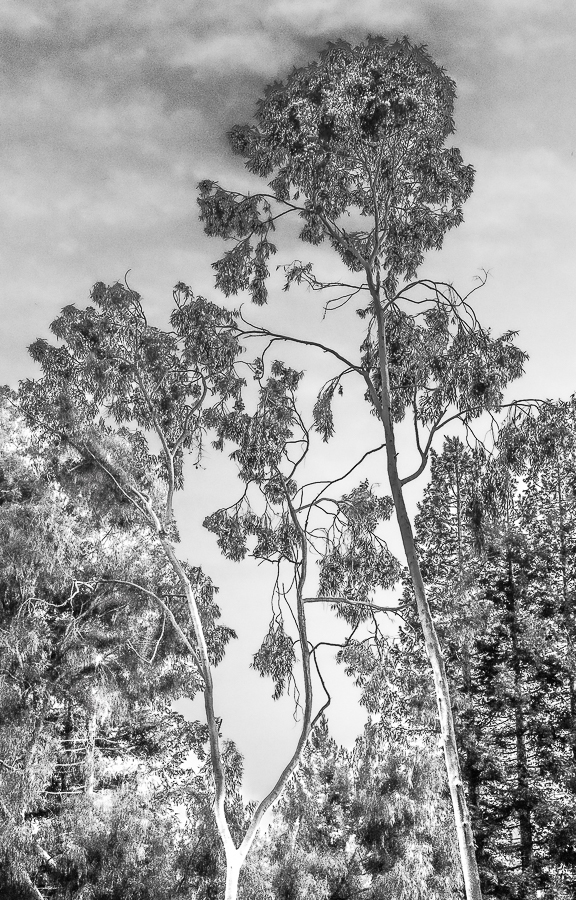 Monochrome Mondays: Eucalyptus&nbsp;rising