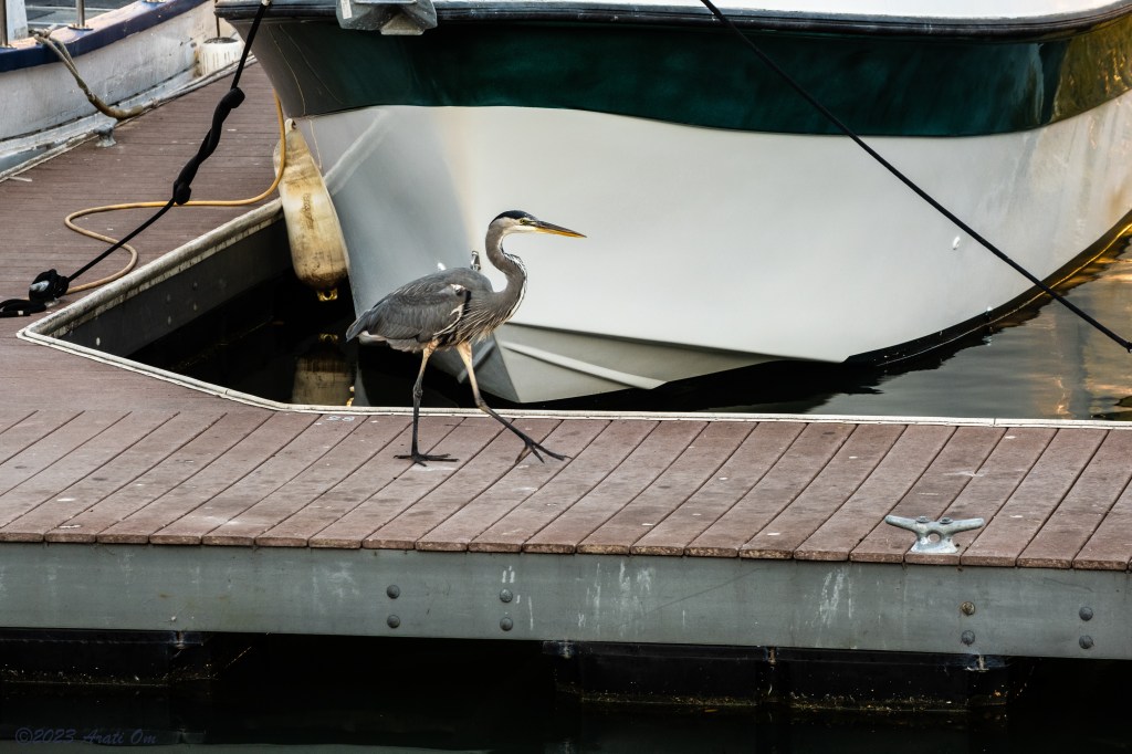 Sunday morning stroll – upper&nbsp;harbor