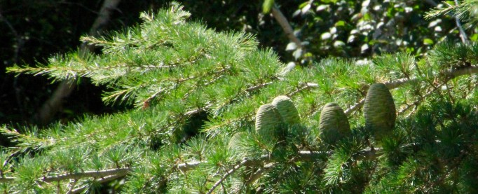 Pine cones outside my kitchen window