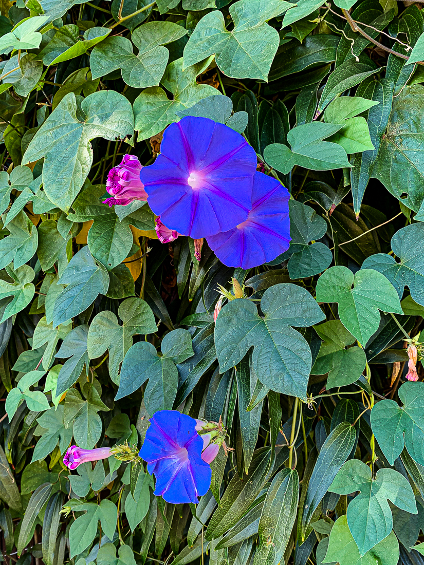 Morning glories-7326