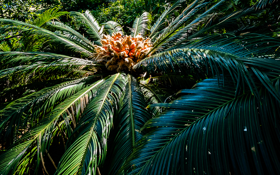 SRF Garden - Encinitas-3749