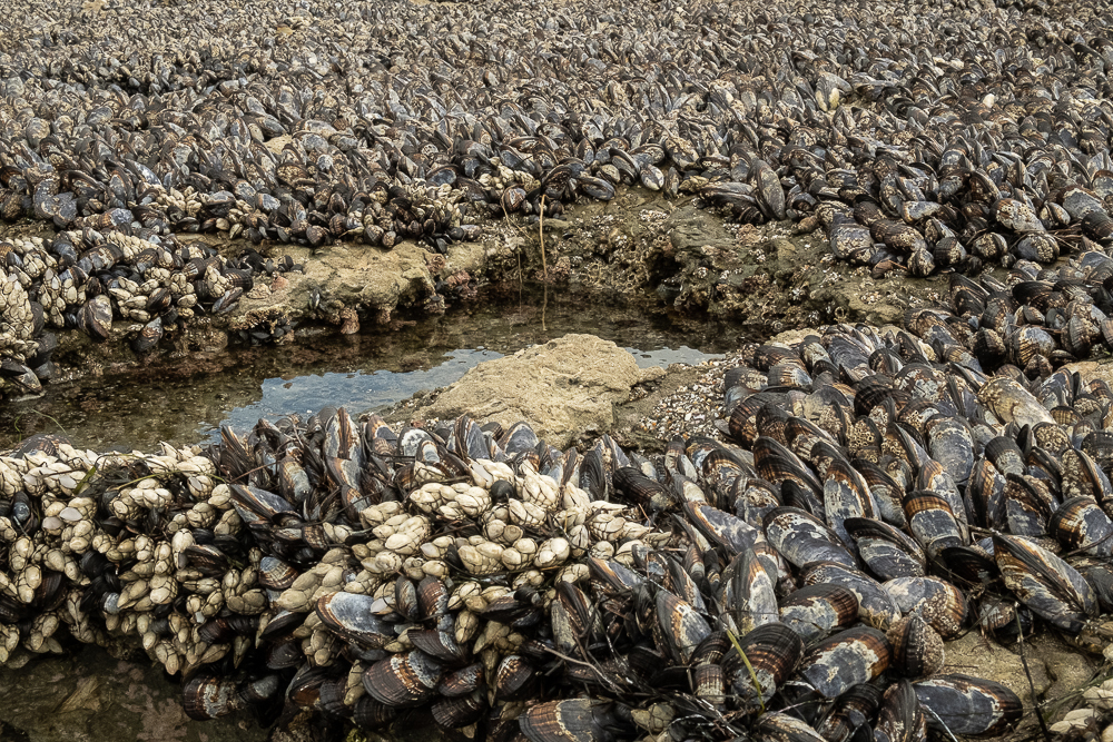 Mussels-Swami beach-Encinitas-3648