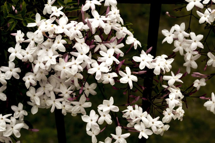 Jasmine-Dense PS