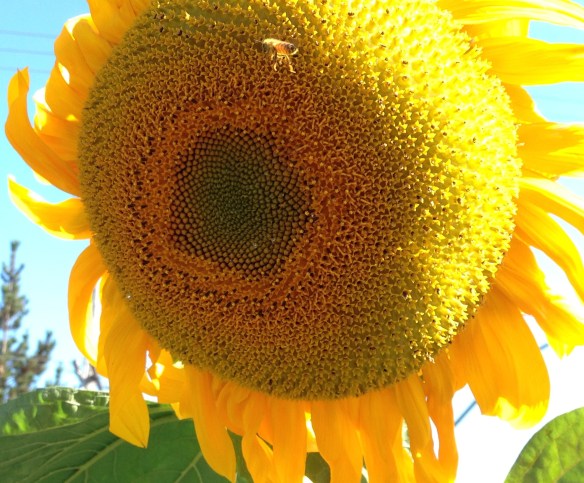 Sunflower