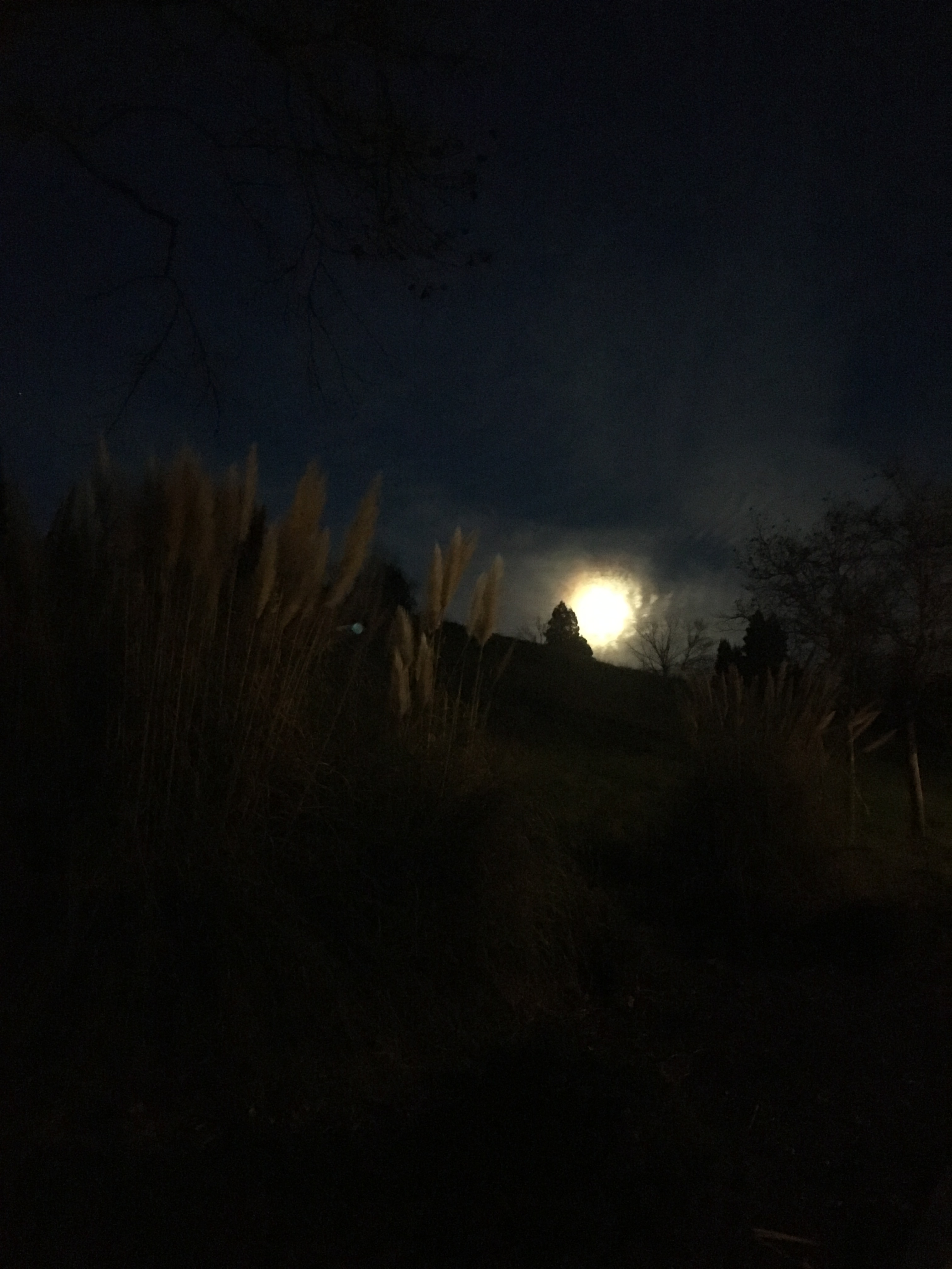 by-the-light-full-moon