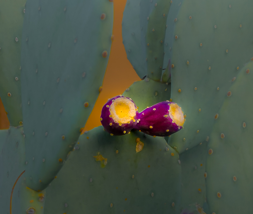 WW-Nopal con tuna-2798