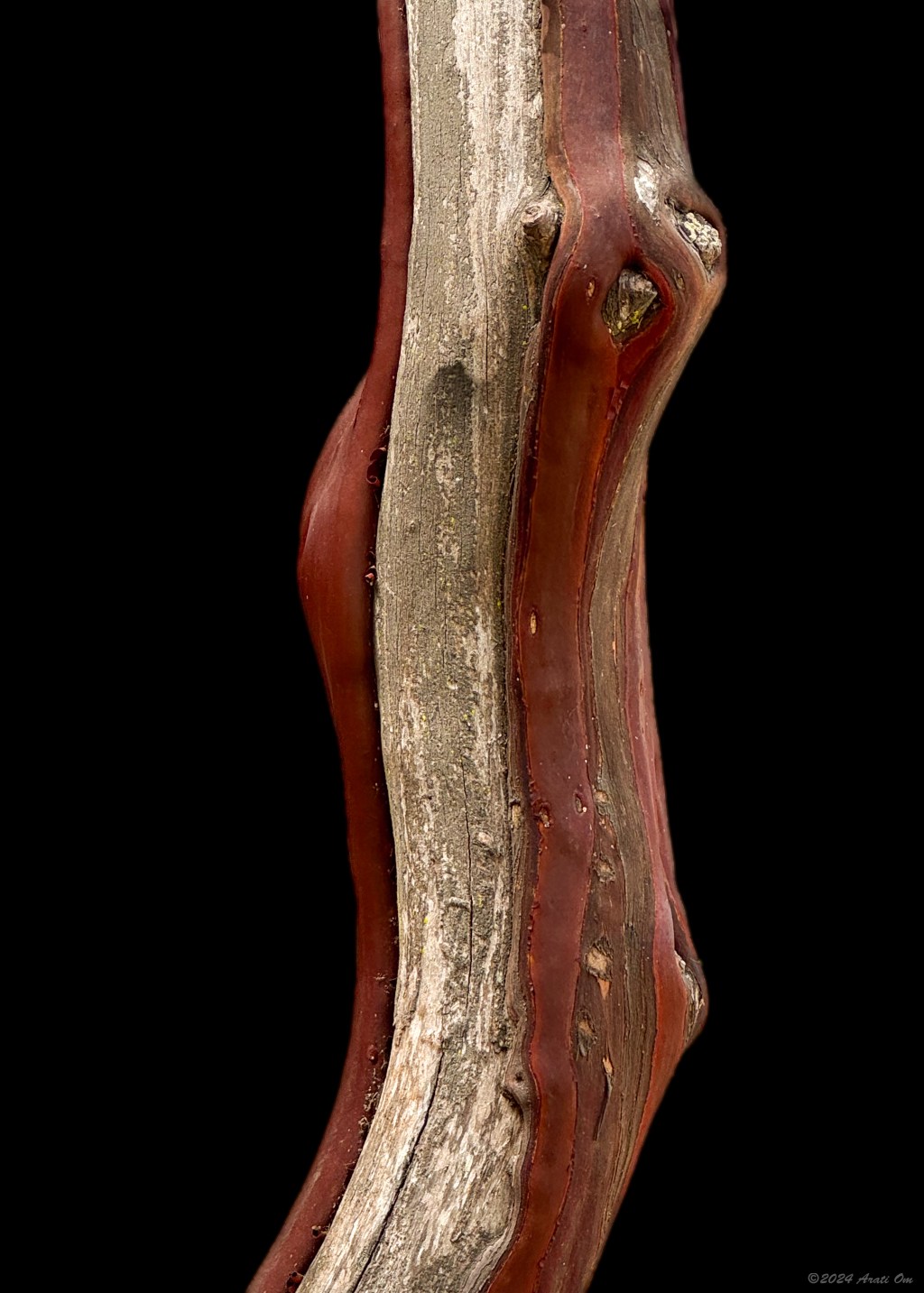 Sinew