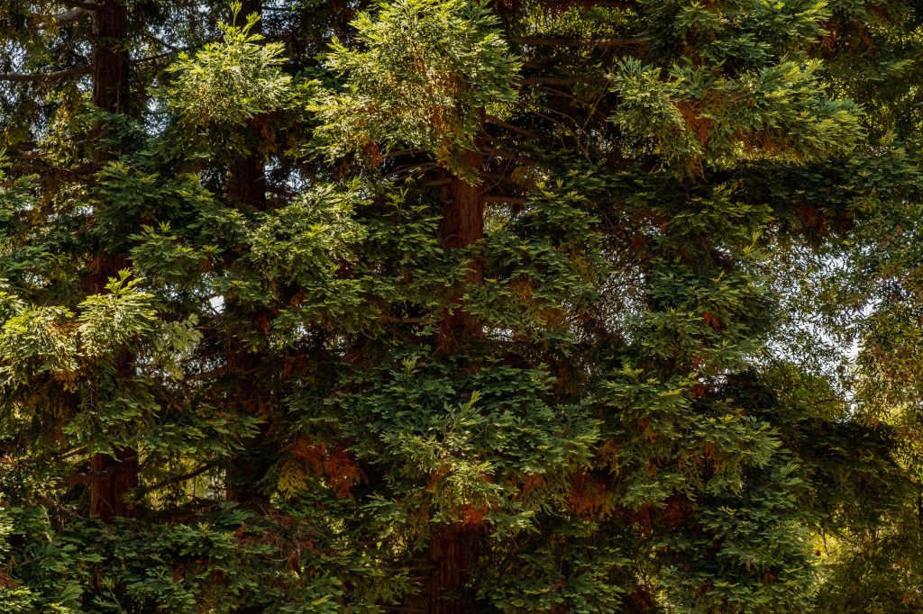 Fall preview in July … seen through the&nbsp;redwoods