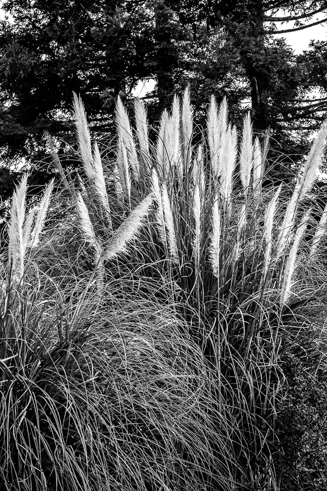 MM-feather dusters gone wild-0115-3