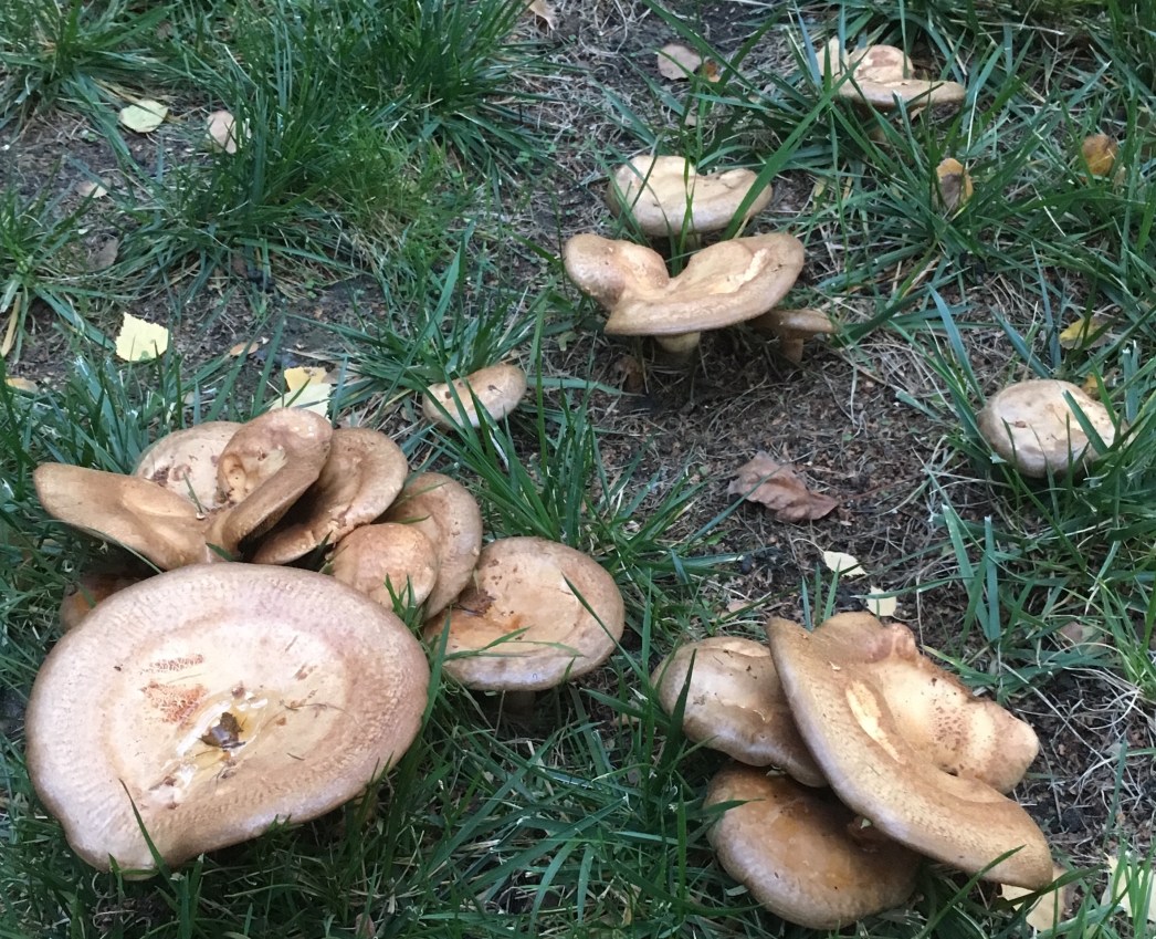 mushrooms-after-rain