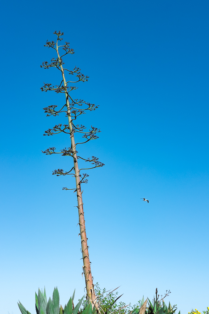 Thursday tree - 63 - Capitola-4342-2