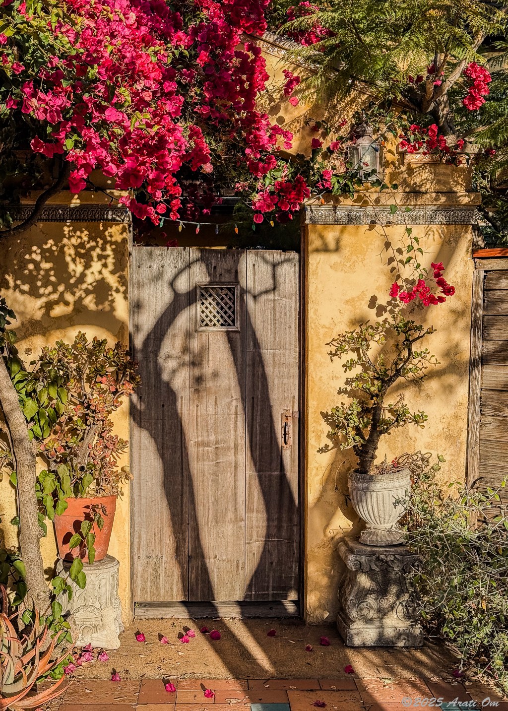 Thursday Doors: Bougainvillea