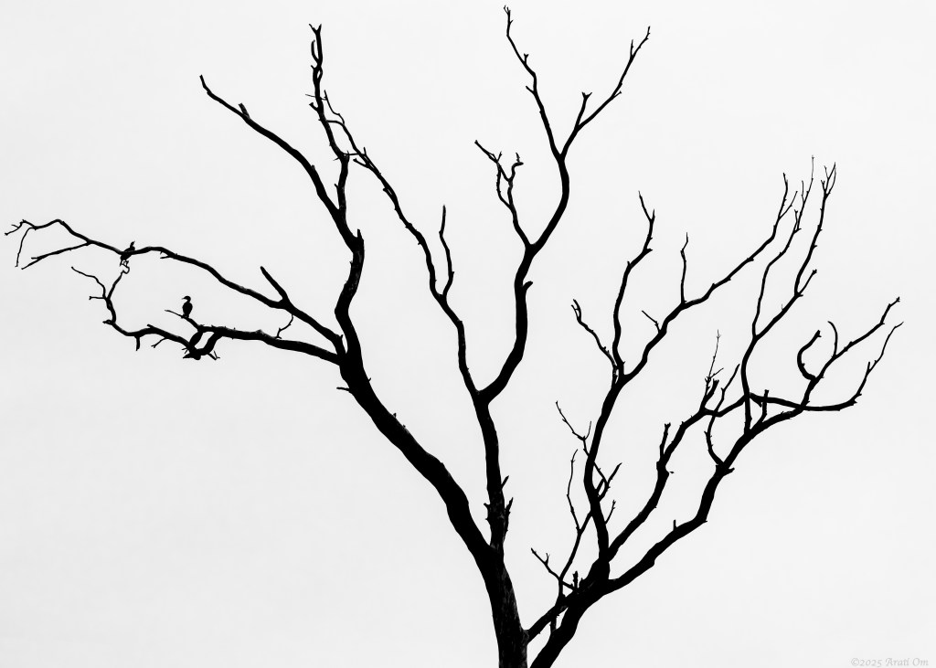 Monochrome Mondays: Roots morphing into&nbsp;branches