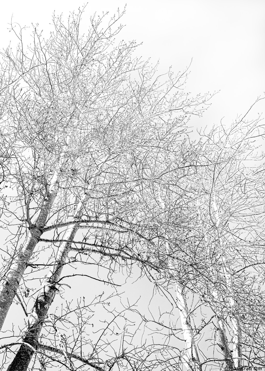 Monochrome Mondays: Early&nbsp;Spring