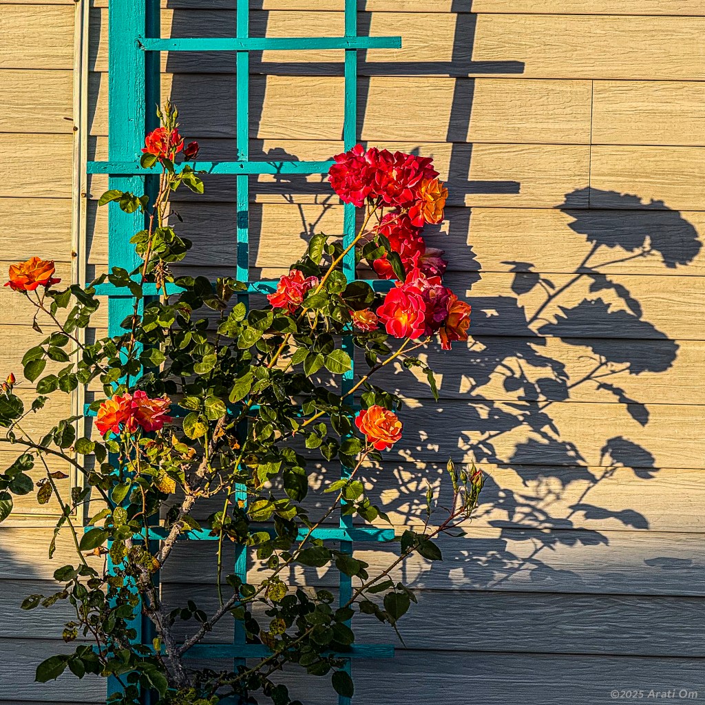 Roses in the&nbsp;evening