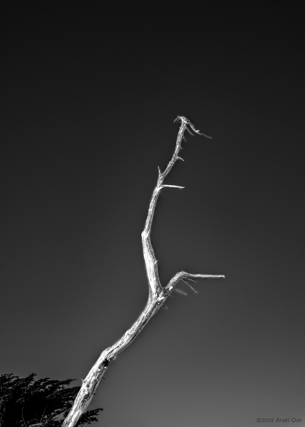 Monochrome Mondays: Night&nbsp;perch