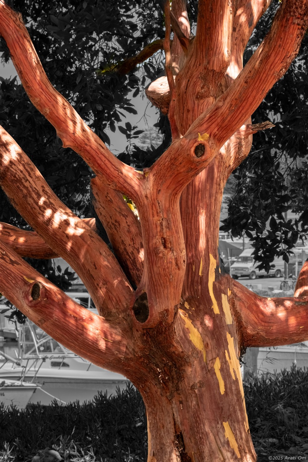 Madrone – soothing hugs and&nbsp;comfort