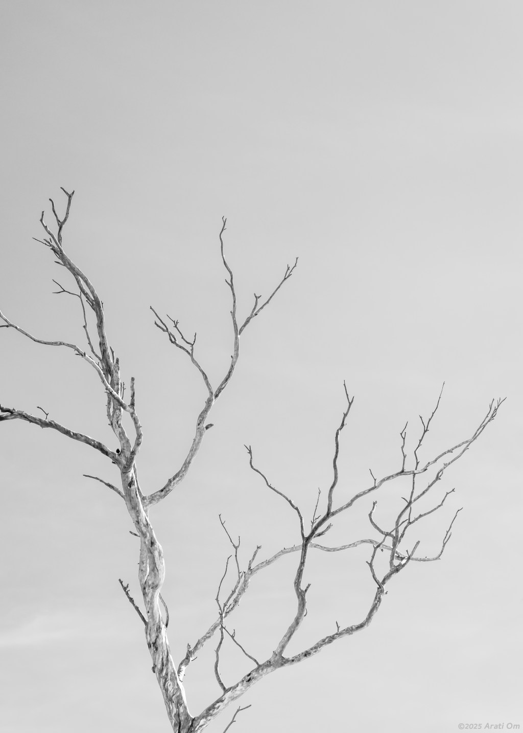 Monochrome Mondays: Neural&nbsp;network