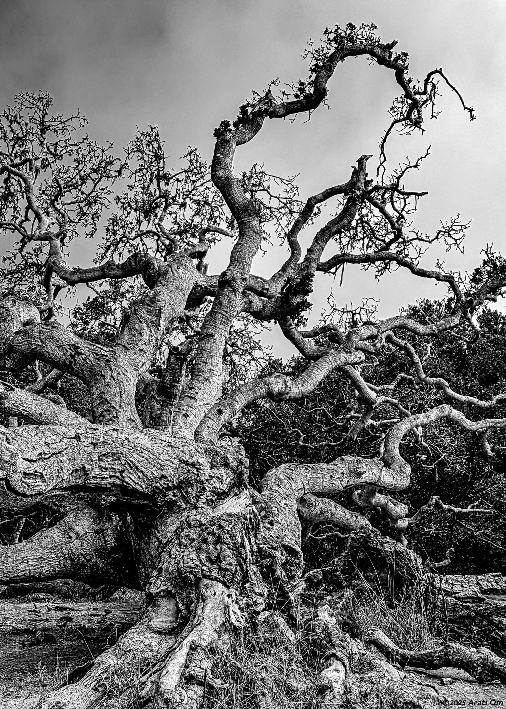 Monochrome Mondays: Elder