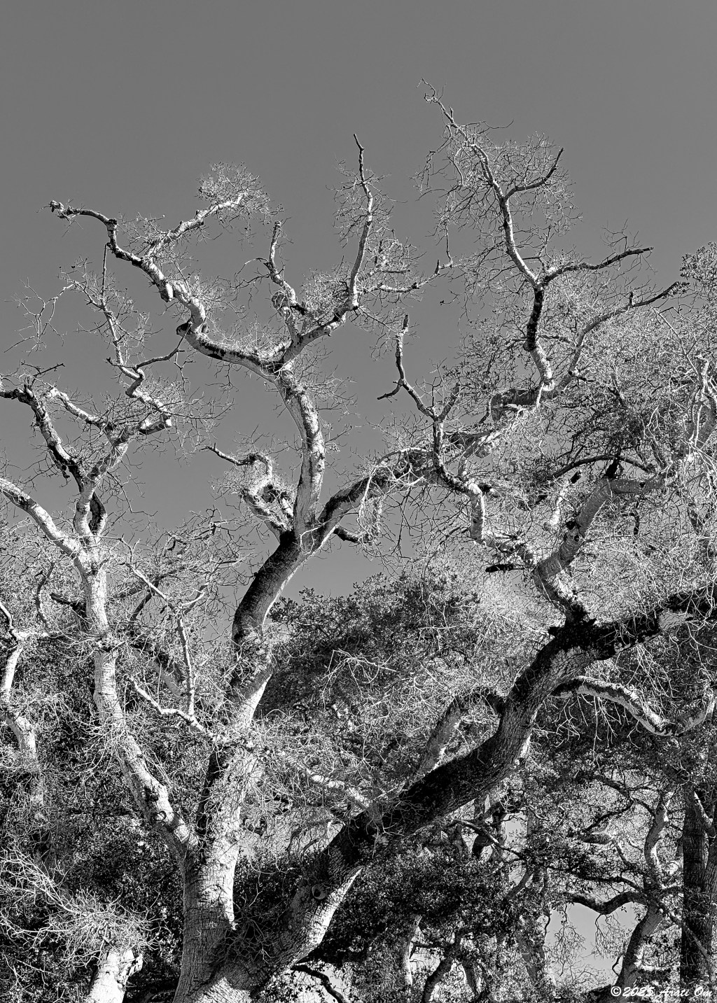 Monochrome Mondays: Scraggly