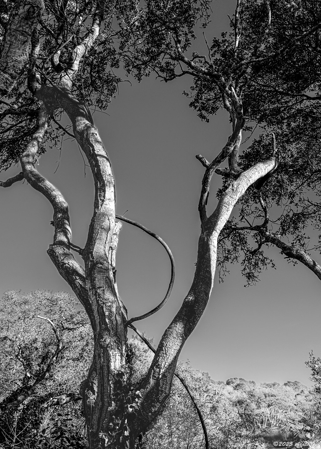 Monochrome Mondays: Oak&nbsp;trees