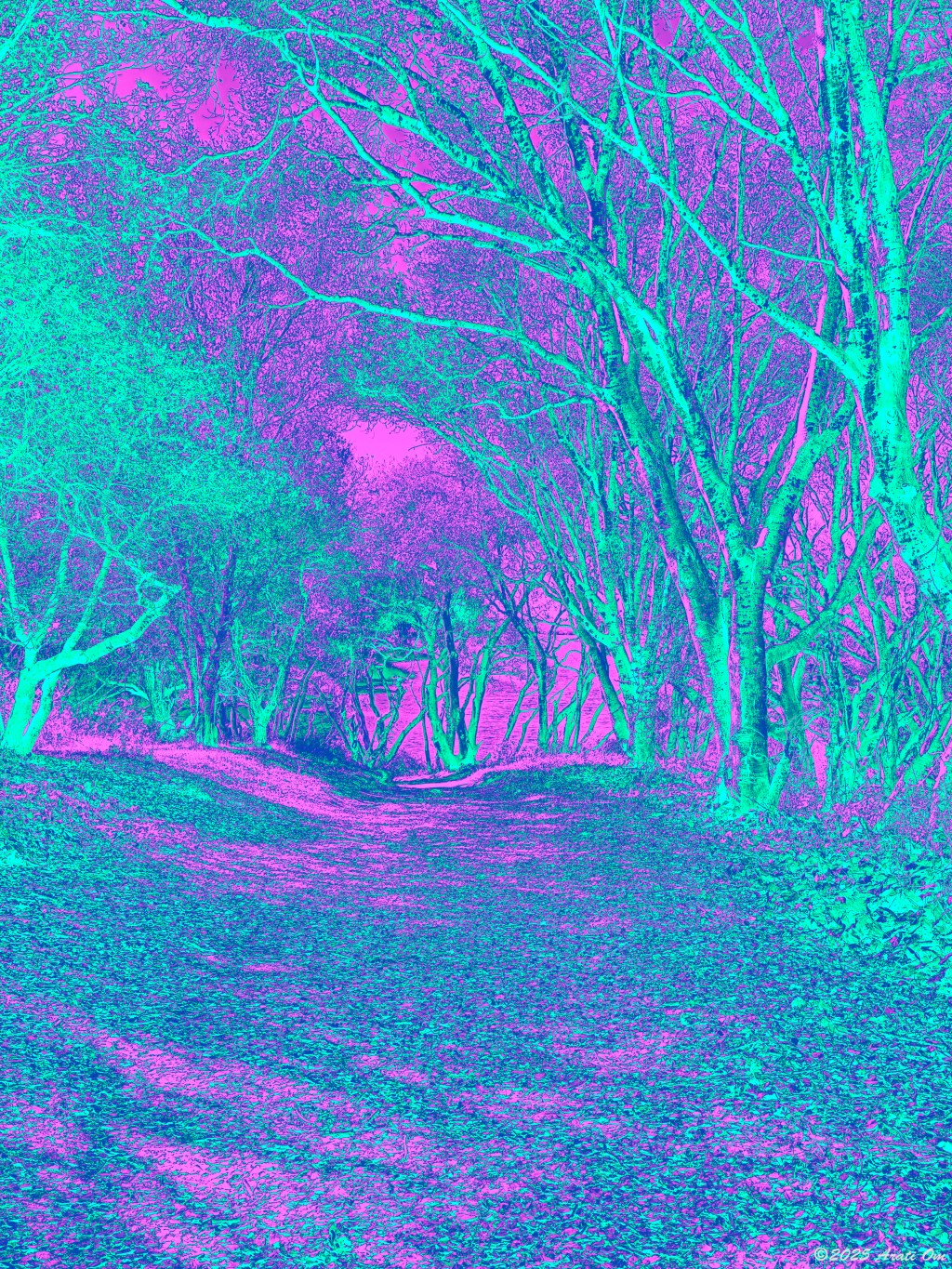 Oak trees wonderland