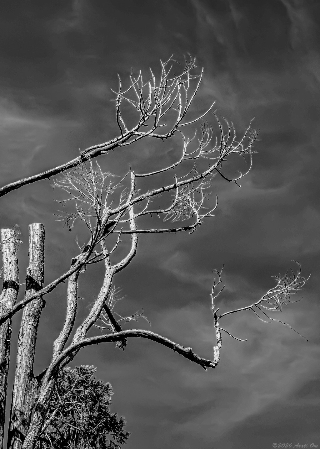 Monochrome Mondays: Branches chasing&nbsp;clouds